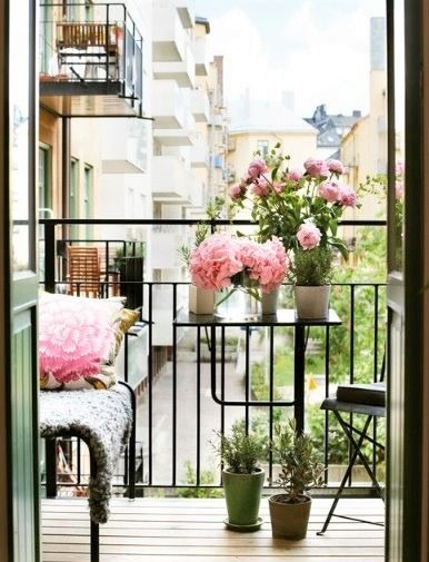 Geranio parigino 8 piccole piantine di gerano parigino sul balcone