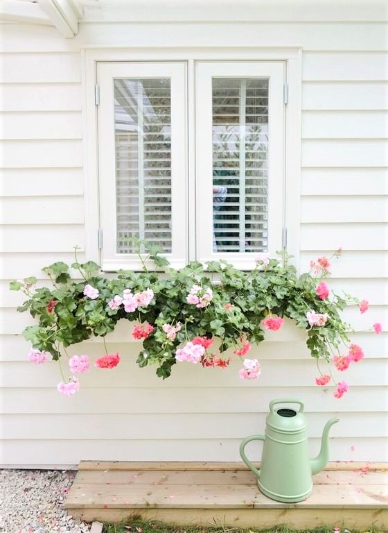 Geranio parigino 1 grazioso gruppo di fiori su finestra bianca