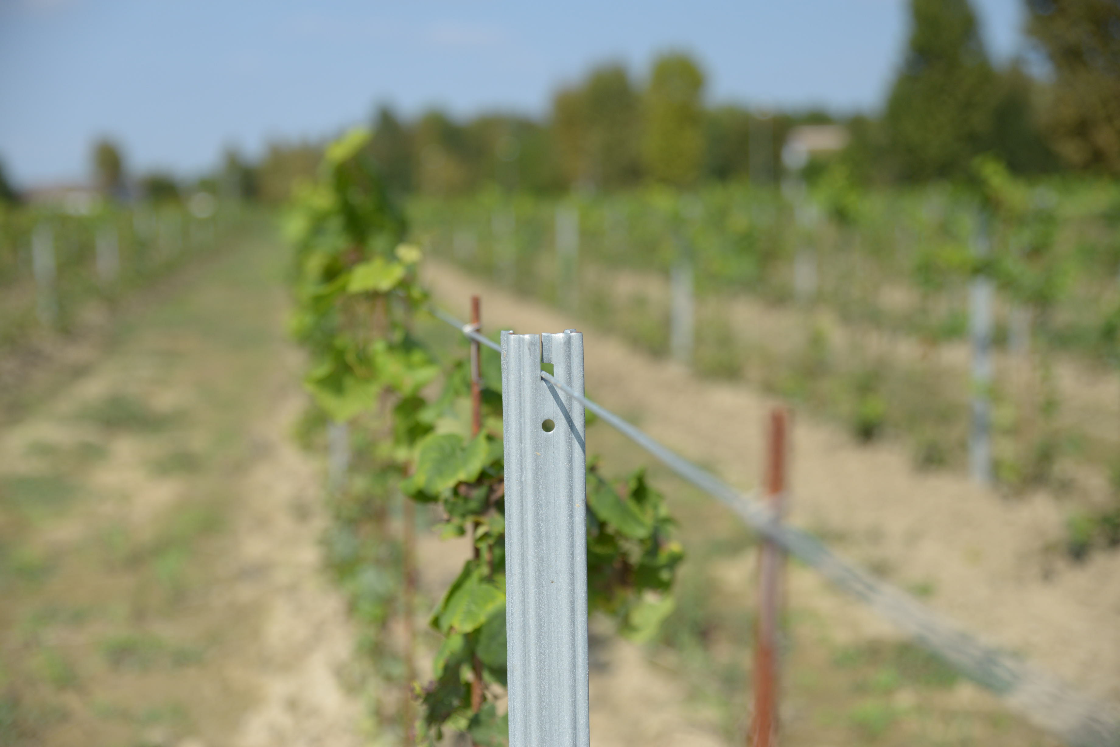 Pali per vigneto: guida all’acquisto 2 pali per vigneto