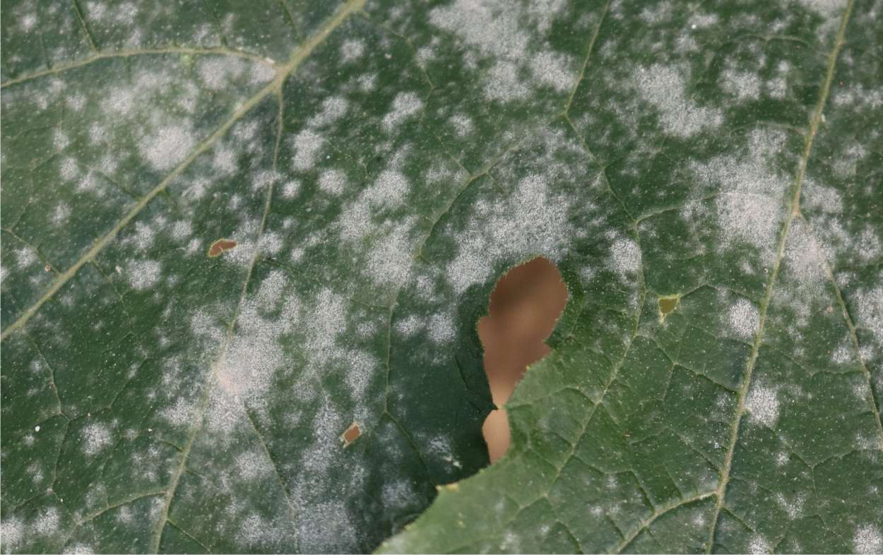 Oidio: come eliminare il mal bianco 3 mal bianco su zucchina