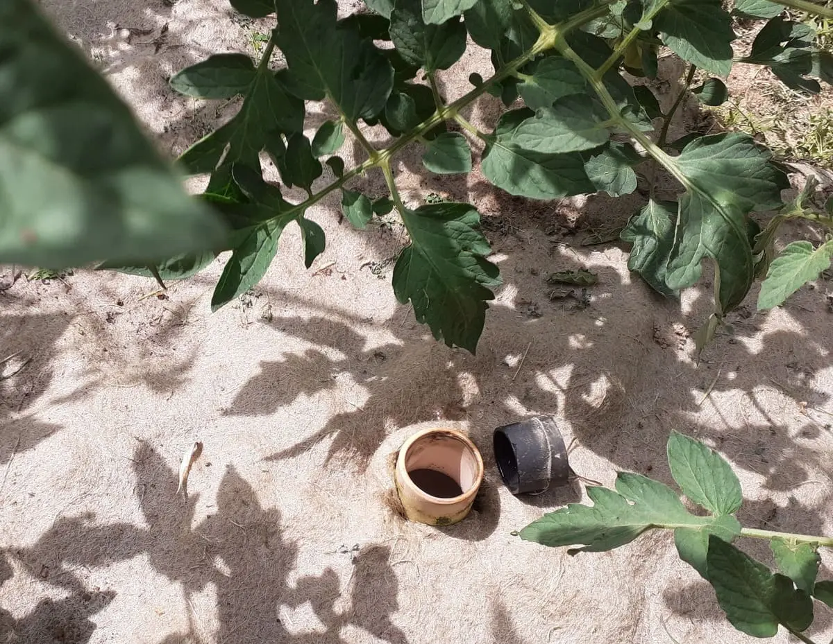 Irrigare i pomodori: regole ed errori da evitare 2 olle per irrigazione dei pomodori interrate