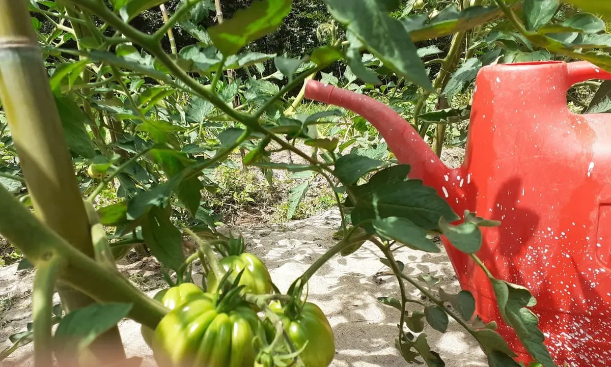 Irrigare i pomodori: regole ed errori da evitare 1 irrigare i pomodori