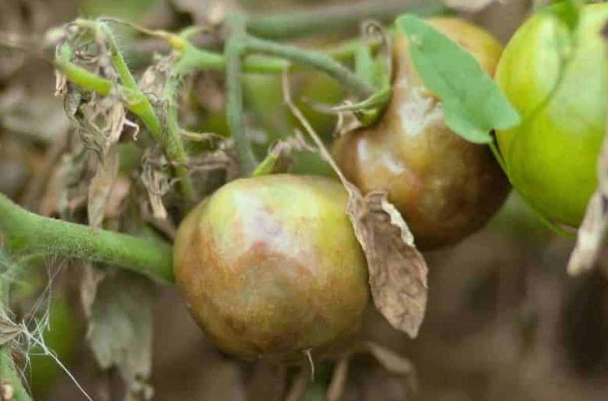 peronospora dei pomodori