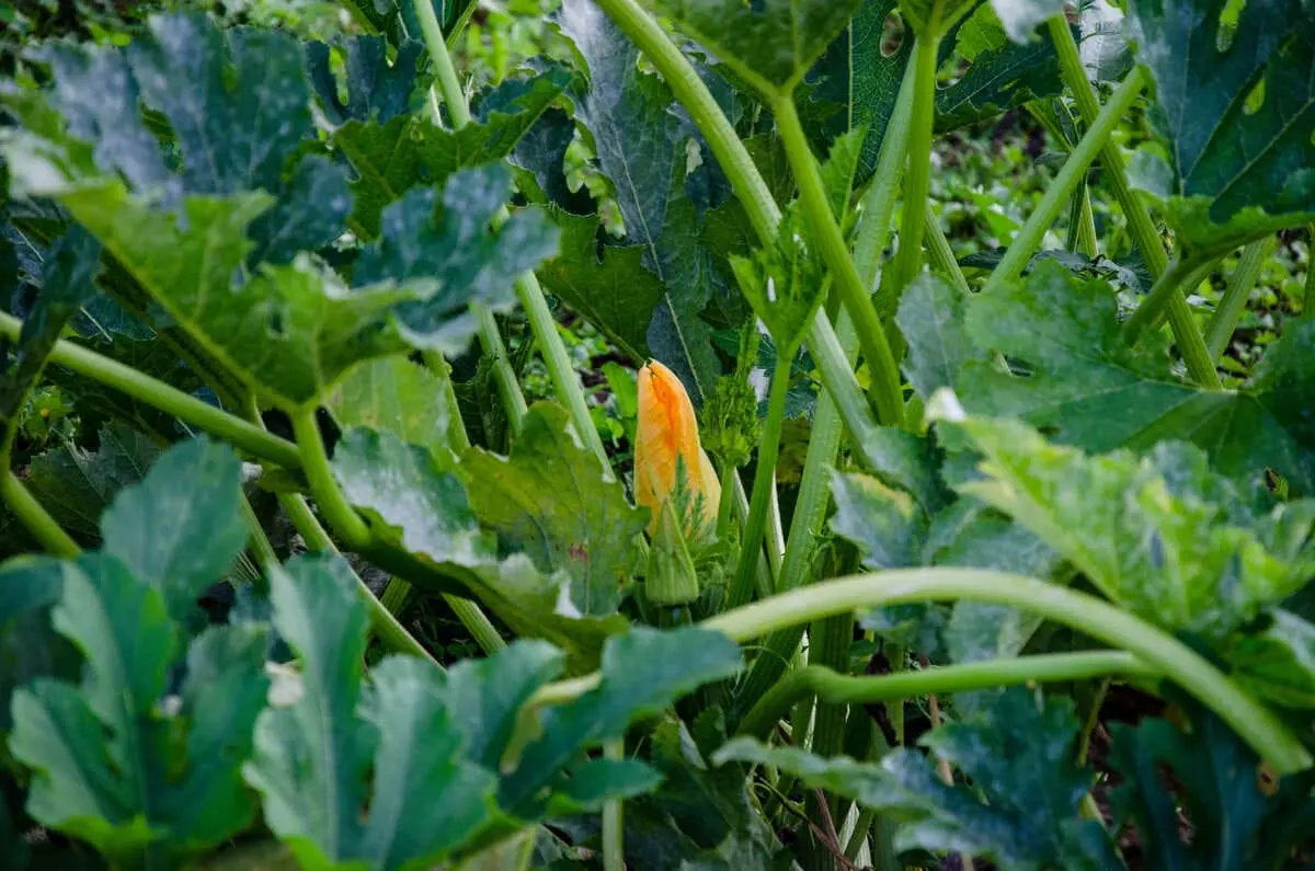 piante di zucchine coltivate