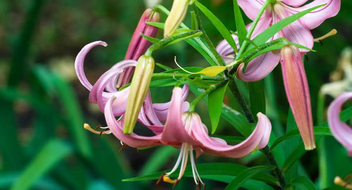 fiore di caprifoglio