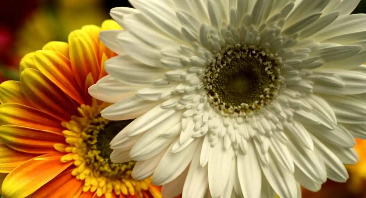 fiori di gerbera