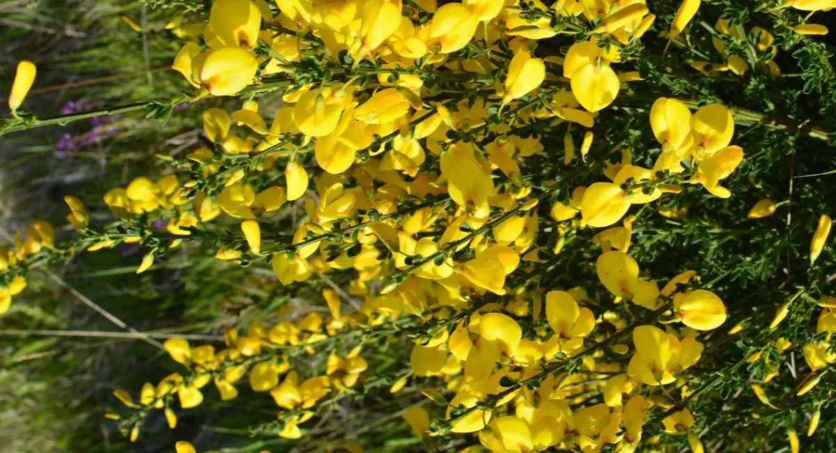 ginestra fiori gialli