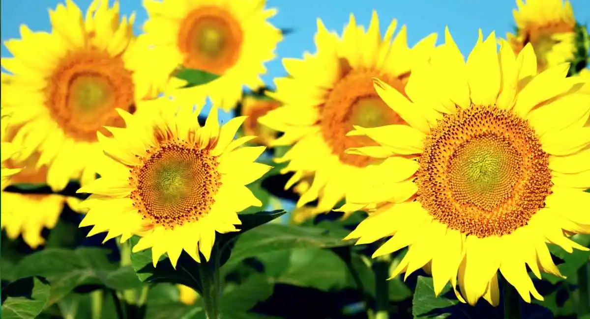 girasoli a luglio
