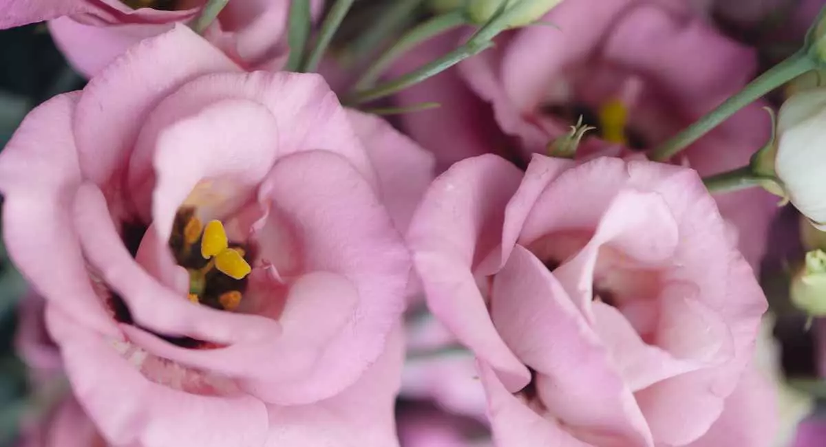Lisianthus