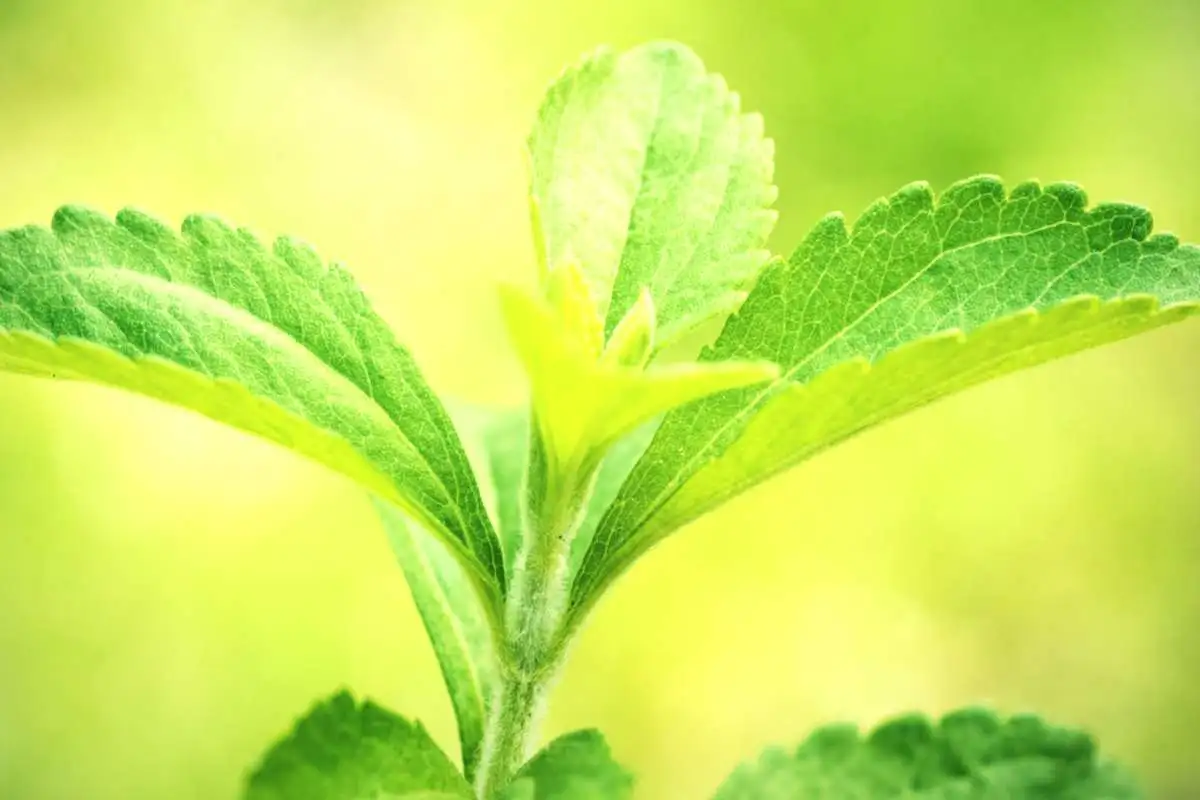 foglie di stevia