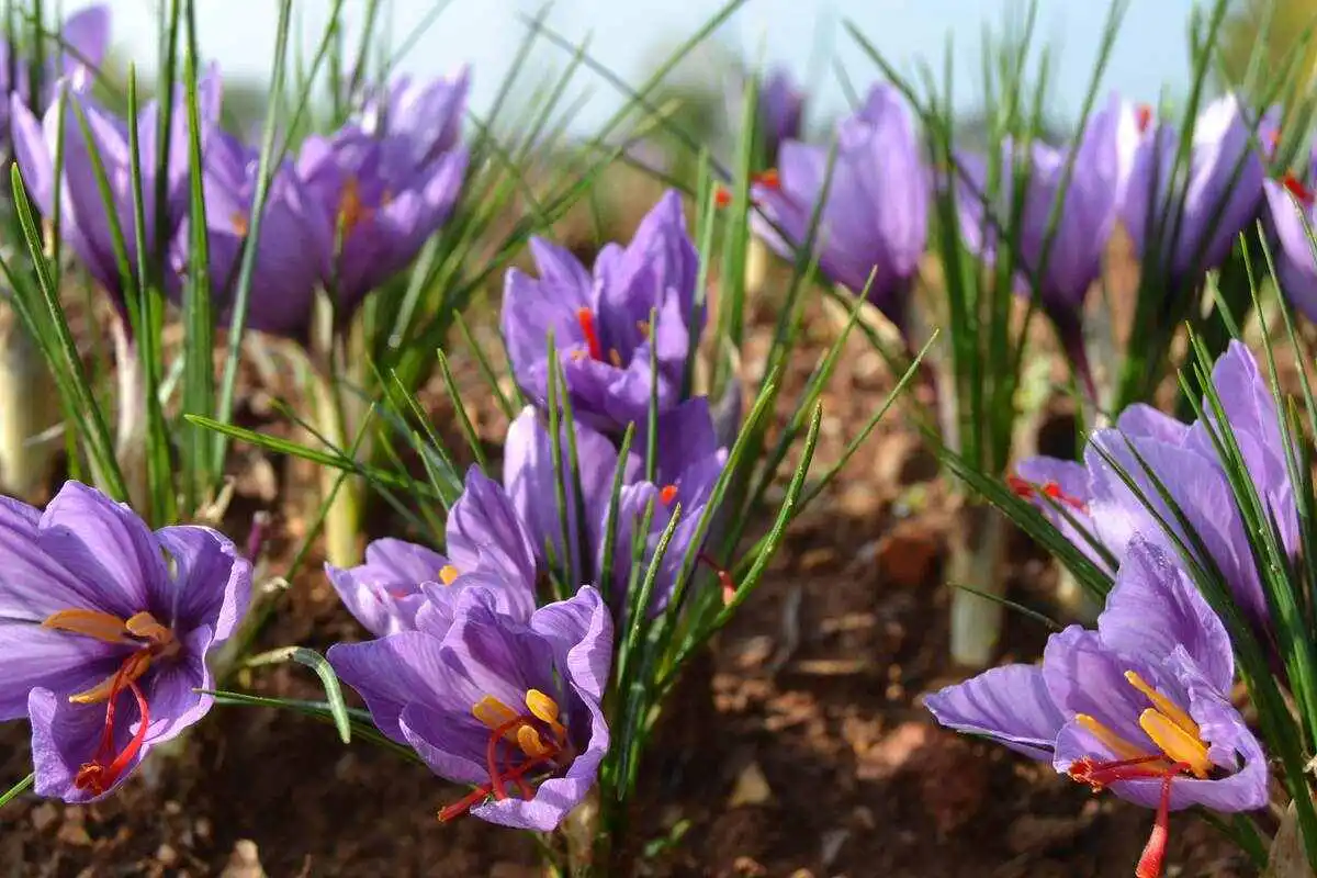 zafferano in fiore