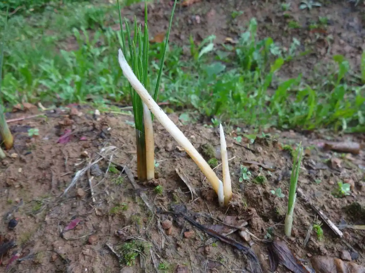 piante malate di fusarium