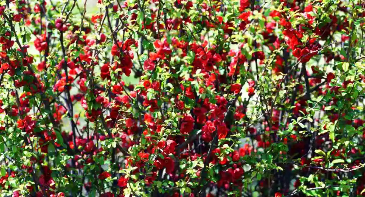 Chaenomeles Japonica arbusto fiorito