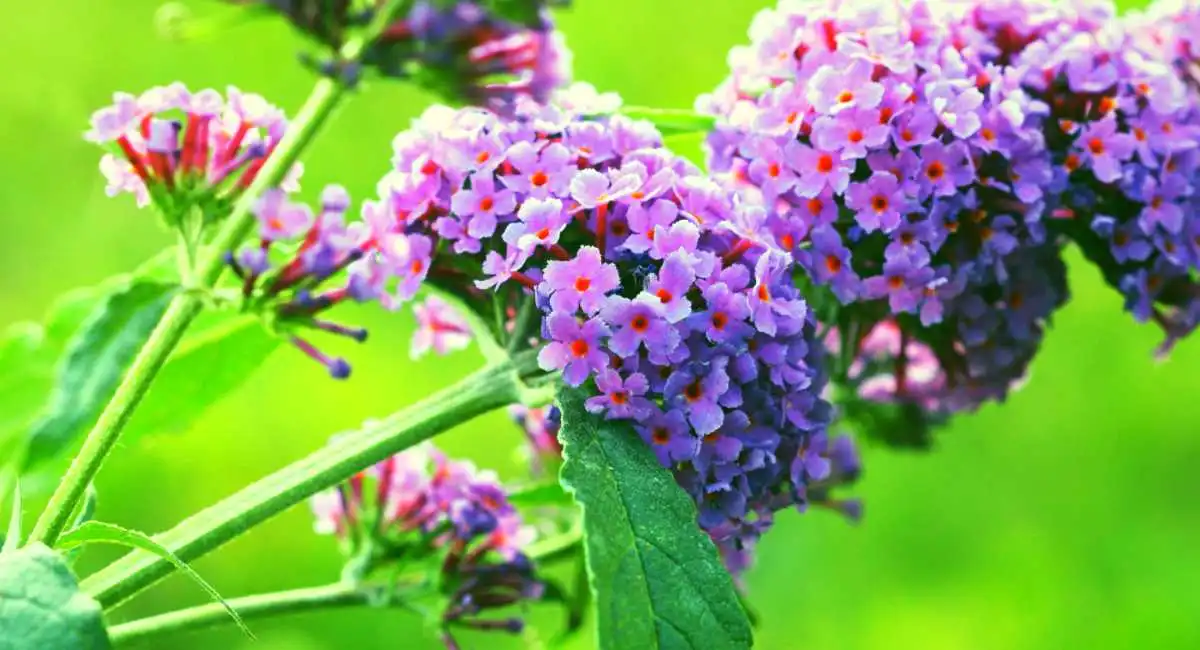 fiori di buddleja