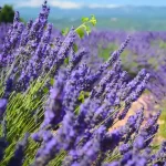 Talea di lavanda
