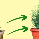 Come e quando rinvasare il rosmarino