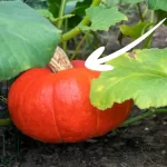 Quando raccogliere la zucca