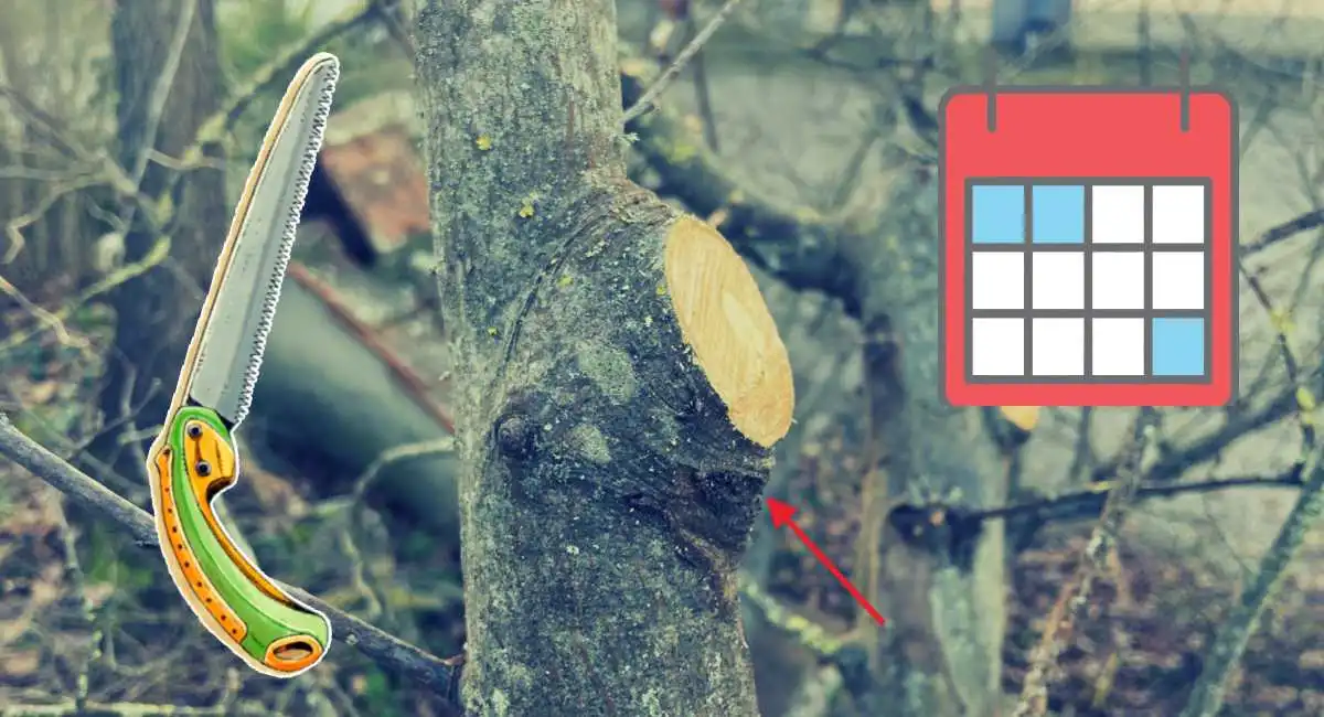 calendario di potatura