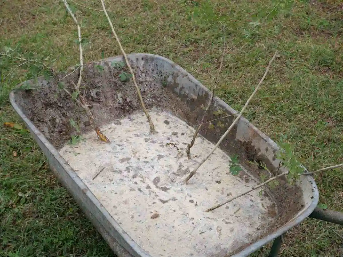 Inzaffardatura: come piantare alberi 1 inzaffardatura