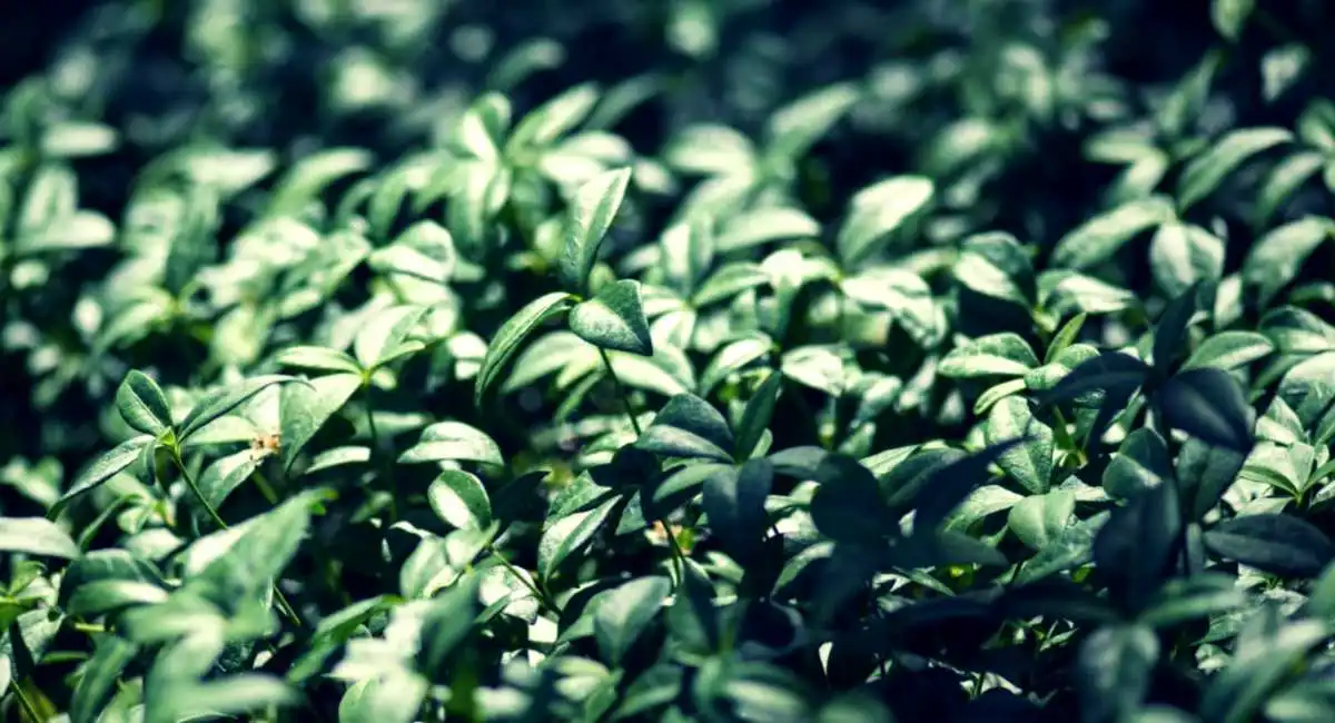 vinca pianta tappezzante