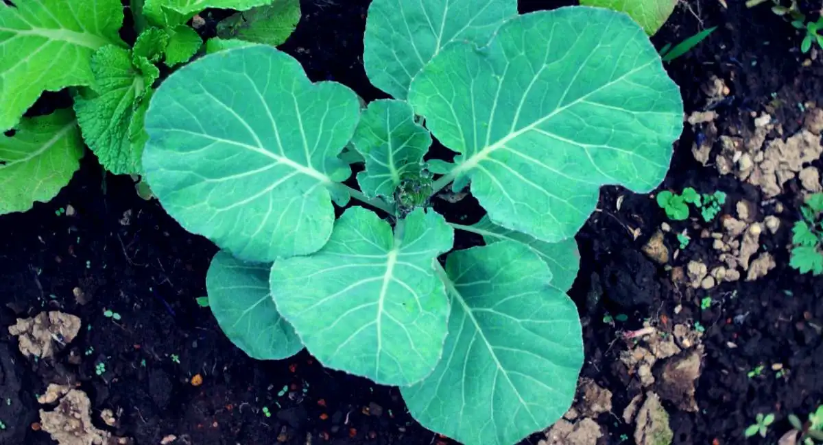 Quali puoi piantare a ottobre nell'orto 2 piantare cavoli a ottobre