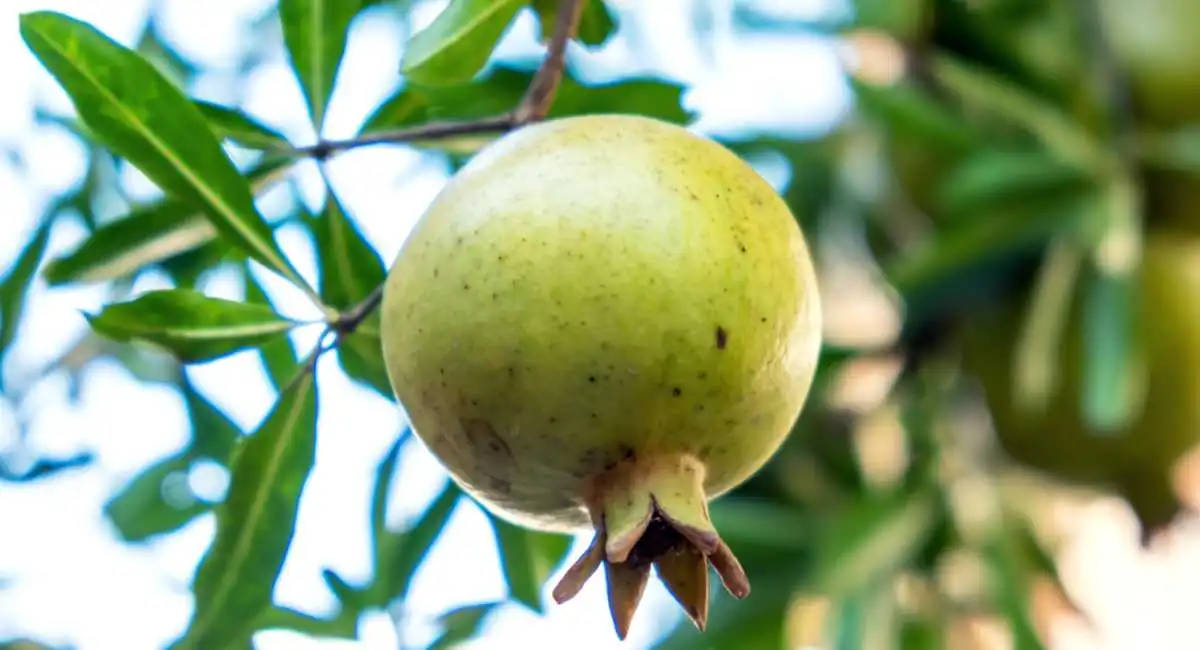 melograno quasi pronto da raccogliere