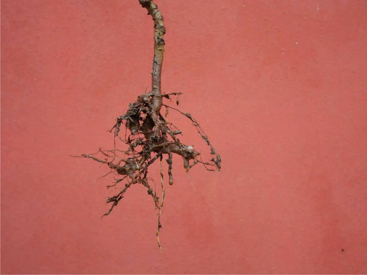 Inzaffardatura: come piantare alberi 2 alberi a radice nuda