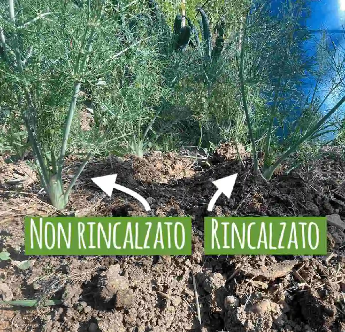 la tecnica della rincalzatura