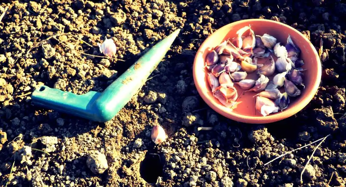 Quali puoi piantare a ottobre nell'orto 1 semina dell'aglio