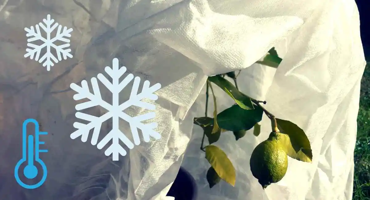 proteggere dal freddo gli agrumi
