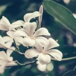 Fiori di dicembre che resistono all'inverno