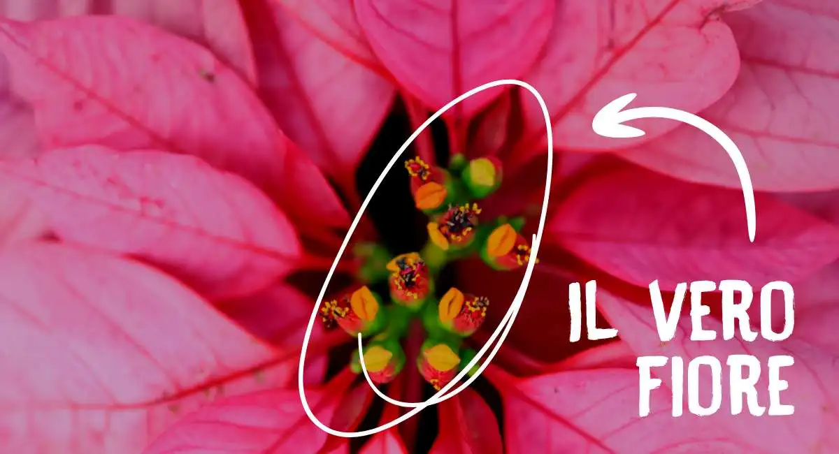 i veri fiori della stella di Natale
