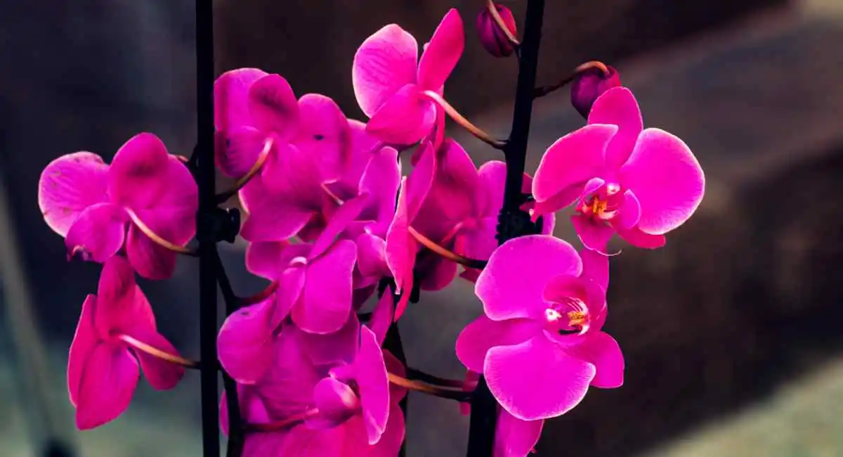 fioritura orchidea