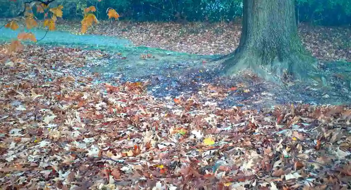 foglie cadute