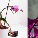 Come concimare le orchidee