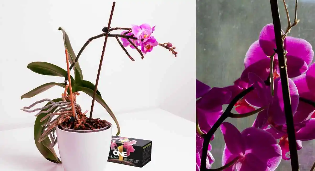 orchidee concime