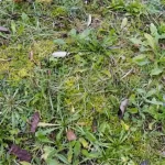 Tre erbe spontanee commestibili da raccogliere a dicembre