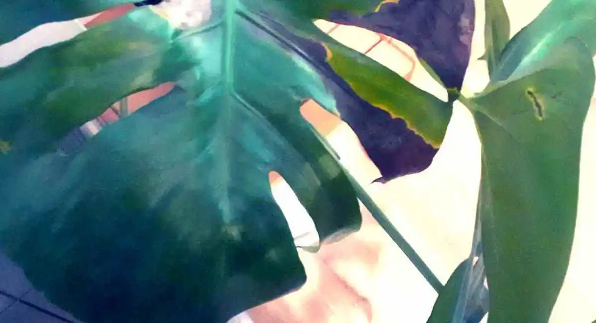 macchie brune sulla monstera