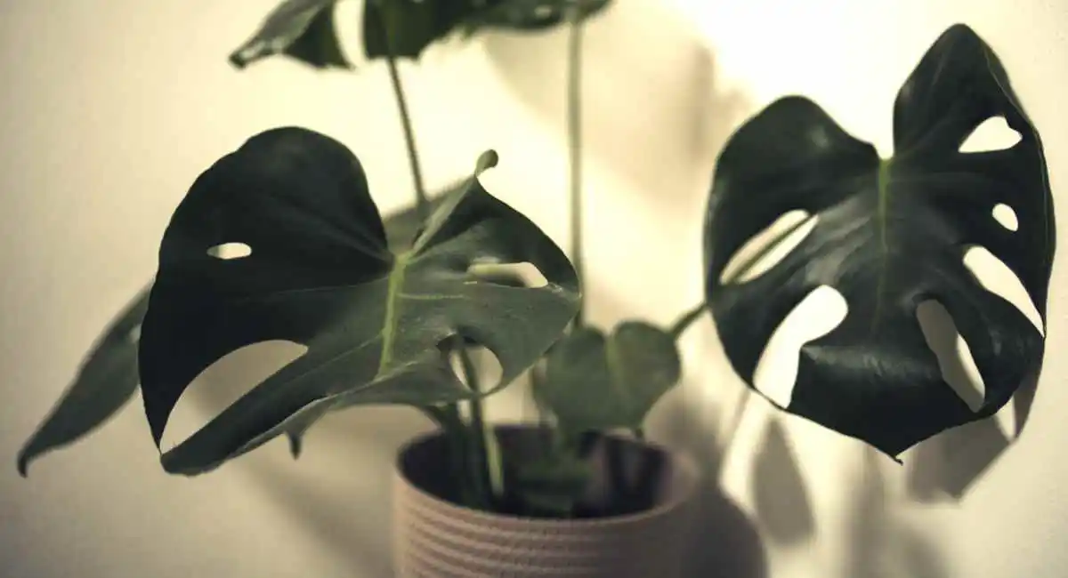 monstera deliciosa