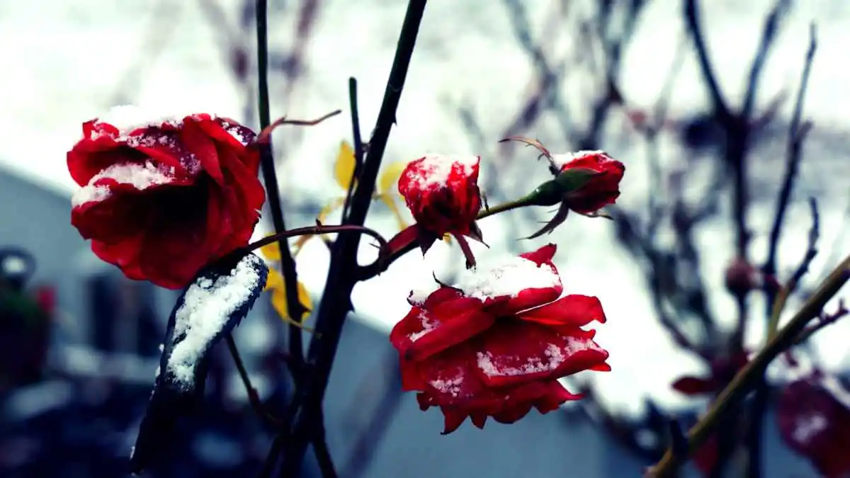rose in inverno