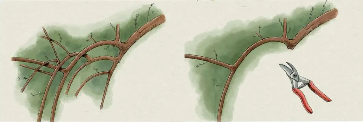 Potare l'olivo a vaso policonico 2 taglio di ritorno