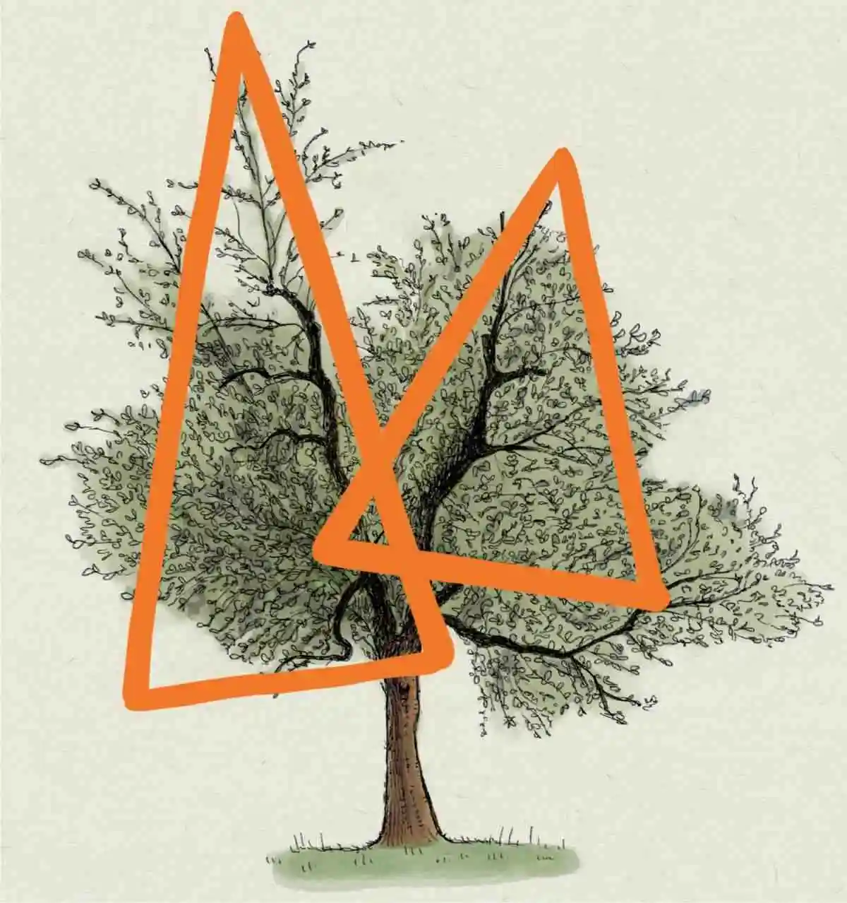 Potare l'olivo a vaso policonico 1 olivo a vaso policonico