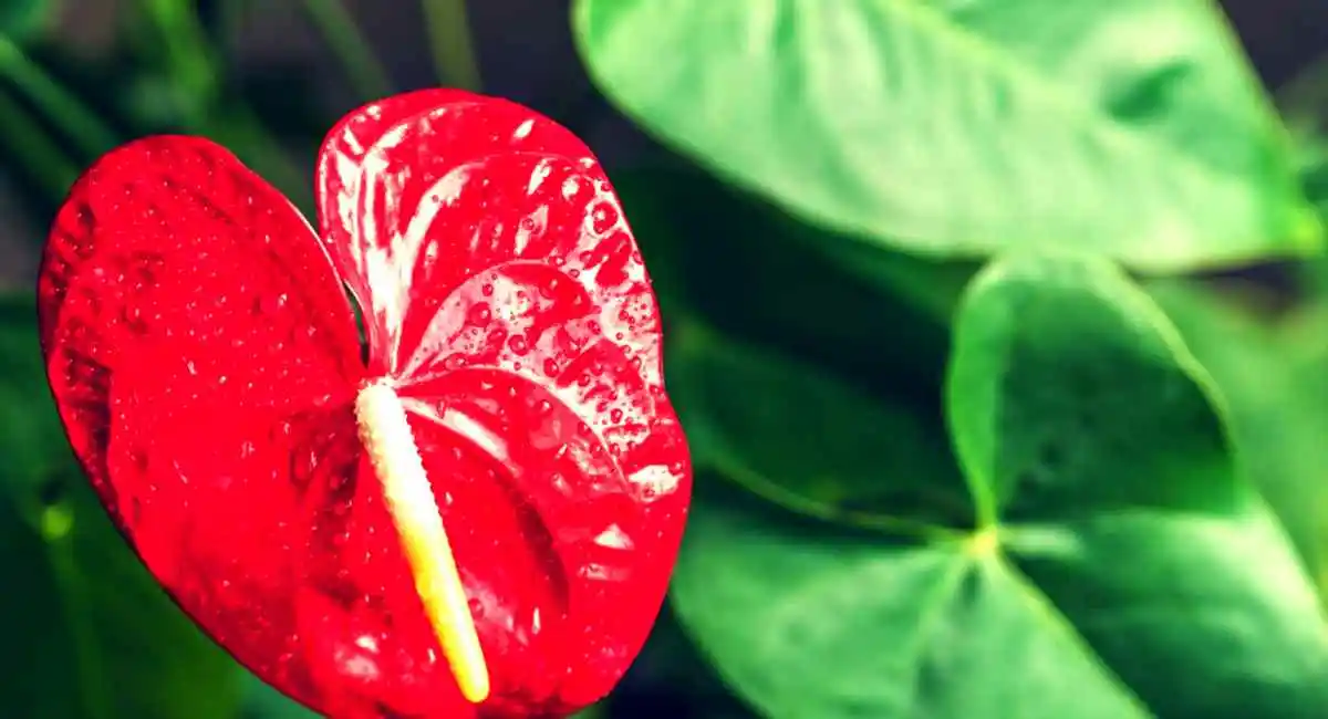 anthurium