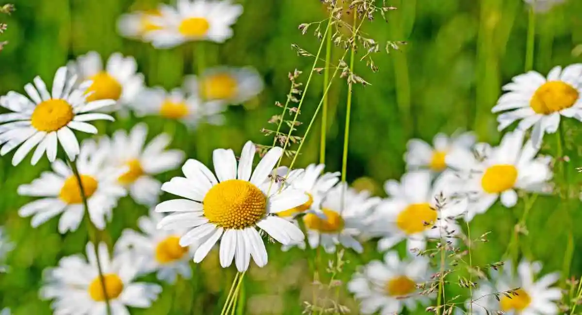 fiori primavera