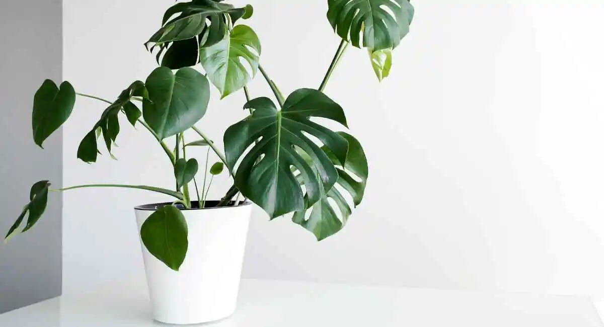 monstera talea