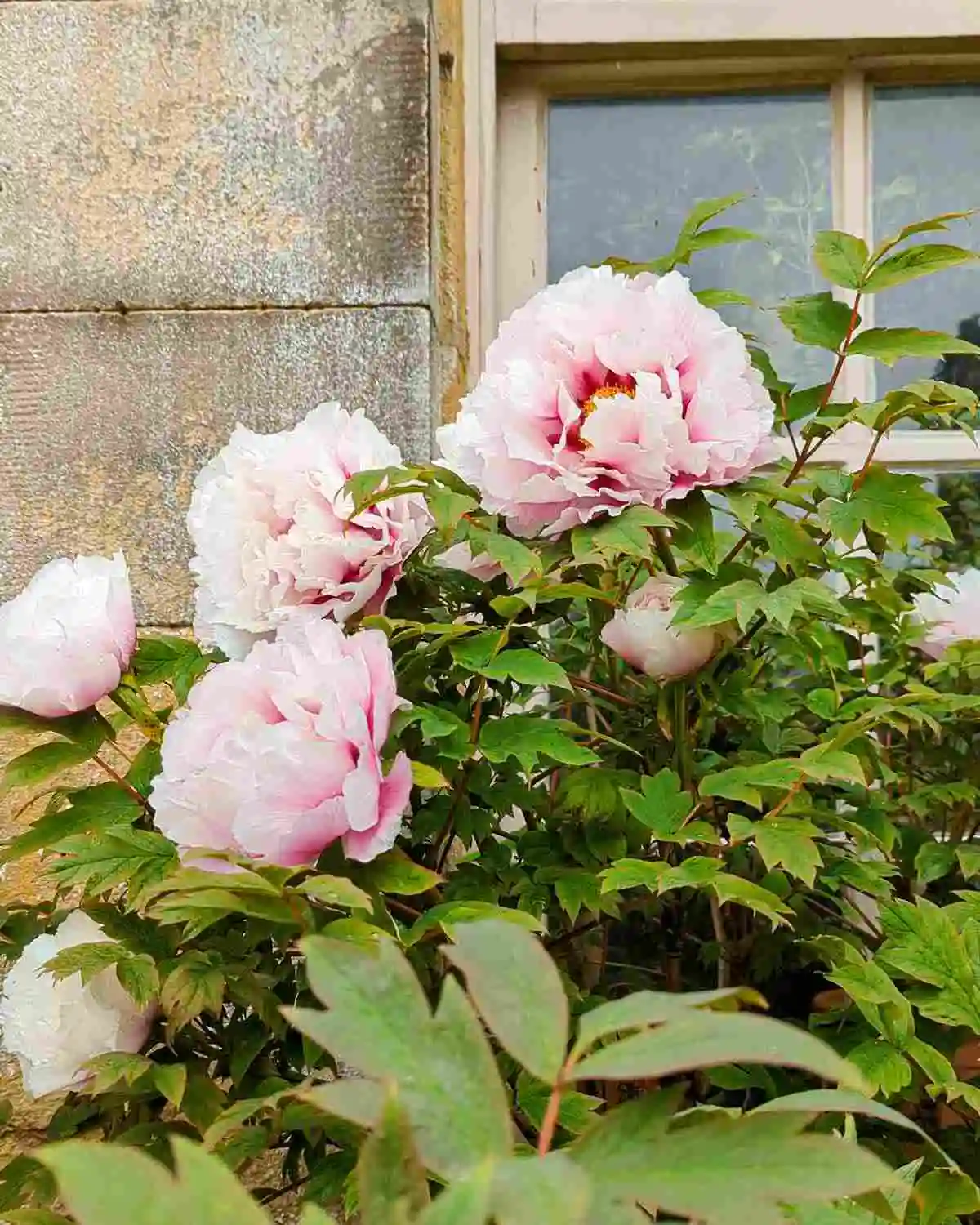 peonia rosa