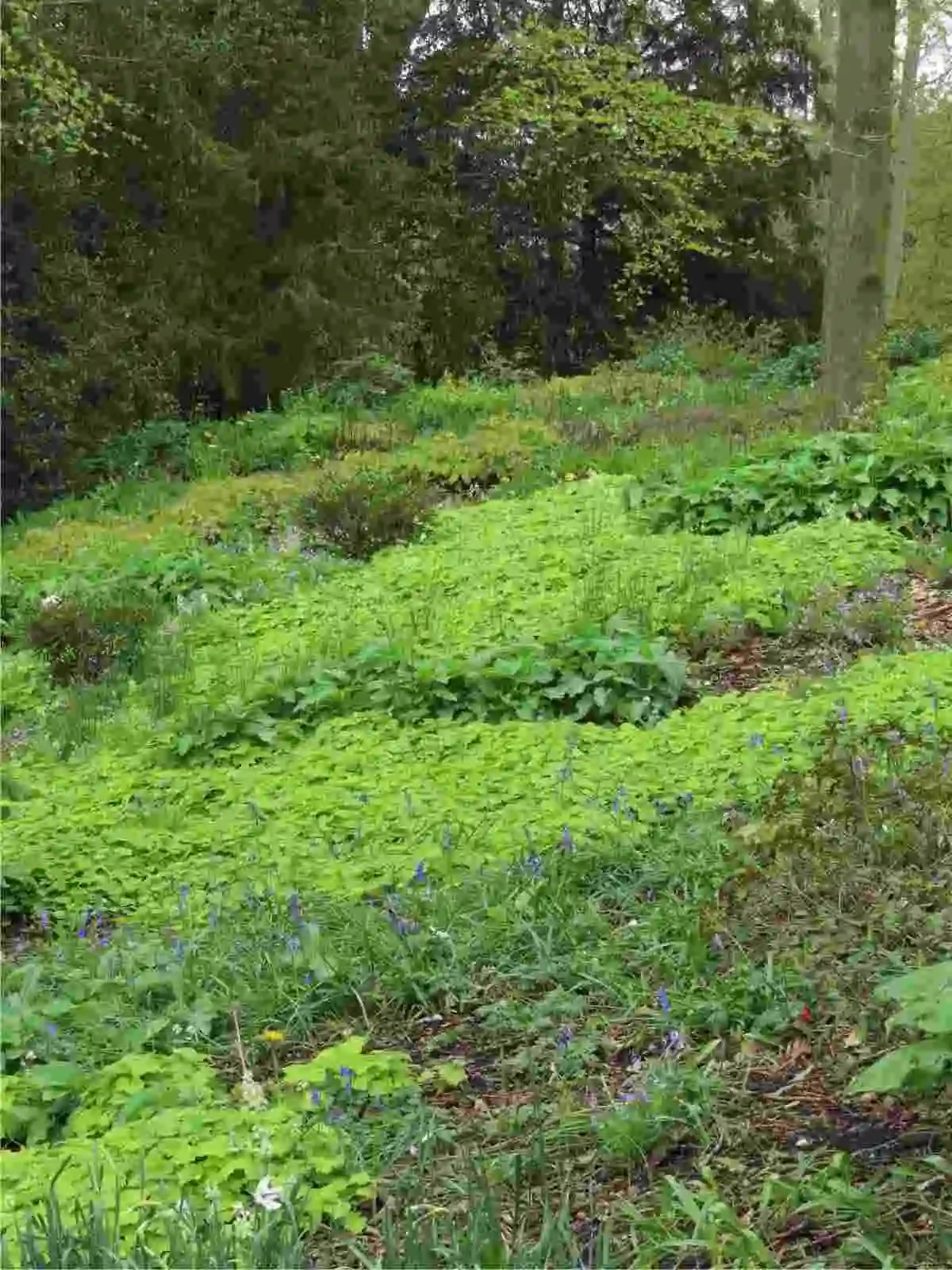  Lo stupendo giardino ombroso di Chatsworth House in Inghilterra. Qui il progettista Tom Stuarth-Smith ha giocato con le texture del fogliame per creare un giardino sotto le chiome degli alberi.