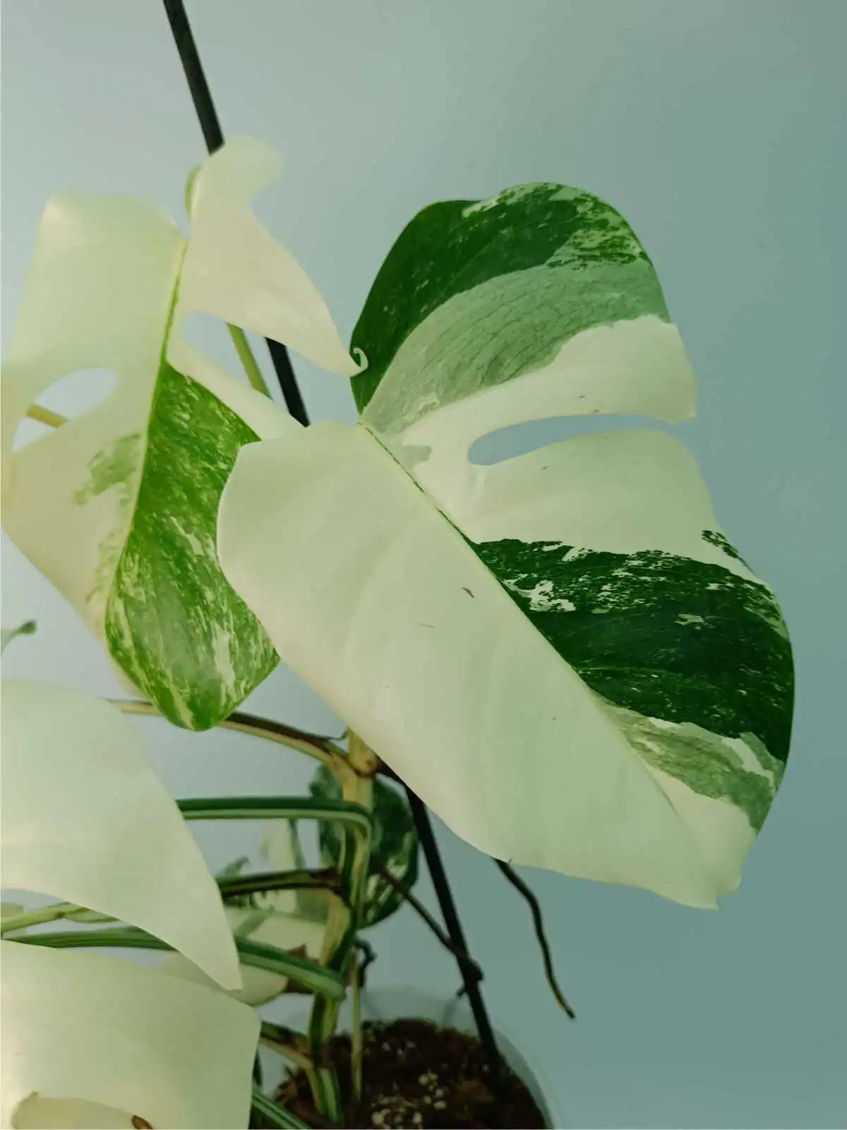 foglie variegate