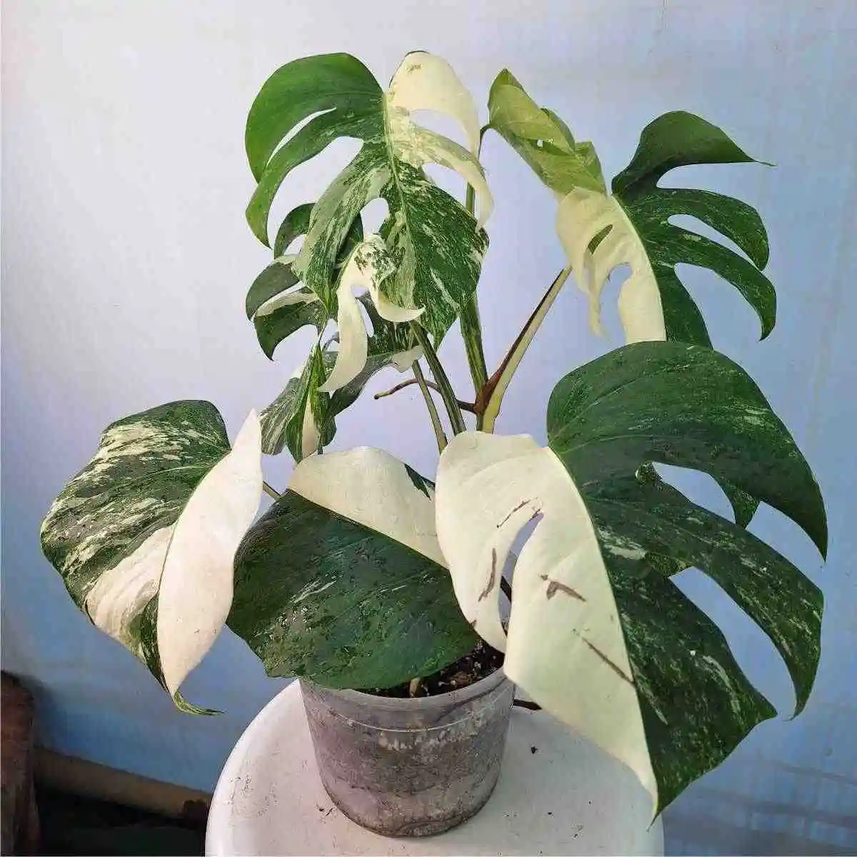 monstera albo variegata