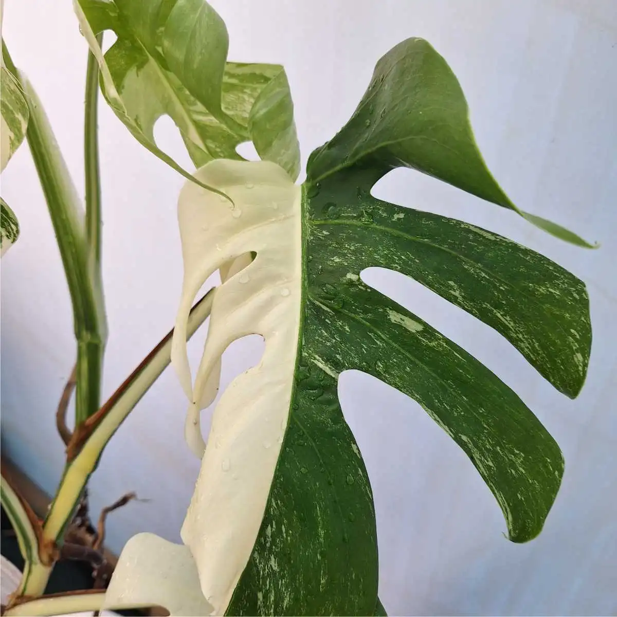 monstera half moon